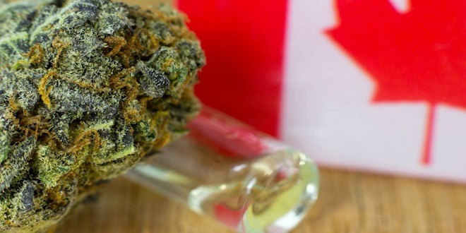 A Legal Guide on Buying Weed in Canada