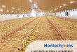 Benefits of LED Poultry over Other Lighting