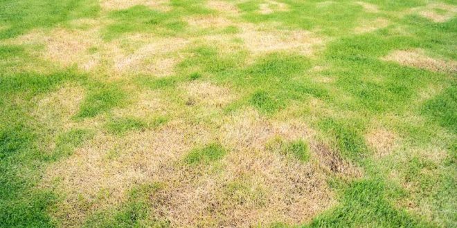 Understanding Common Lawn Infections And How To Prevent Them?