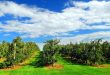 Orchards of Tranquility: Discovering the Charm of Cider Farm Staycations