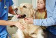 Vaccination And Wellness Plans: A General Veterinarian’s Guide