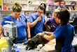 The Importance Of Compassionate Care In Veterinary Hospitals