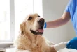 6 Wellness Packages Animal Hospitals Are Offering For Comprehensive Care