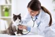 Why Annual Exams Are Especially Important For Cats