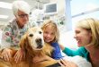 How Nutritional Support Services Accelerate Pet Recovery