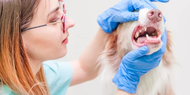 Why Dental X Rays Are Becoming A Standard In Veterinary Care
